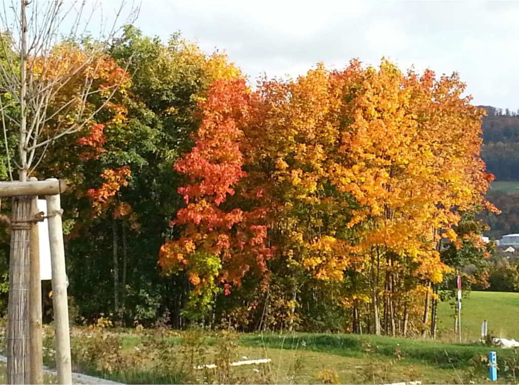 Impressionen_Herbst